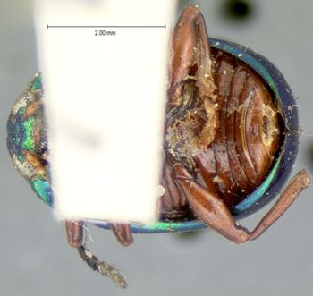 Media type: image; Entomology 17297   Aspect: habitus ventral view